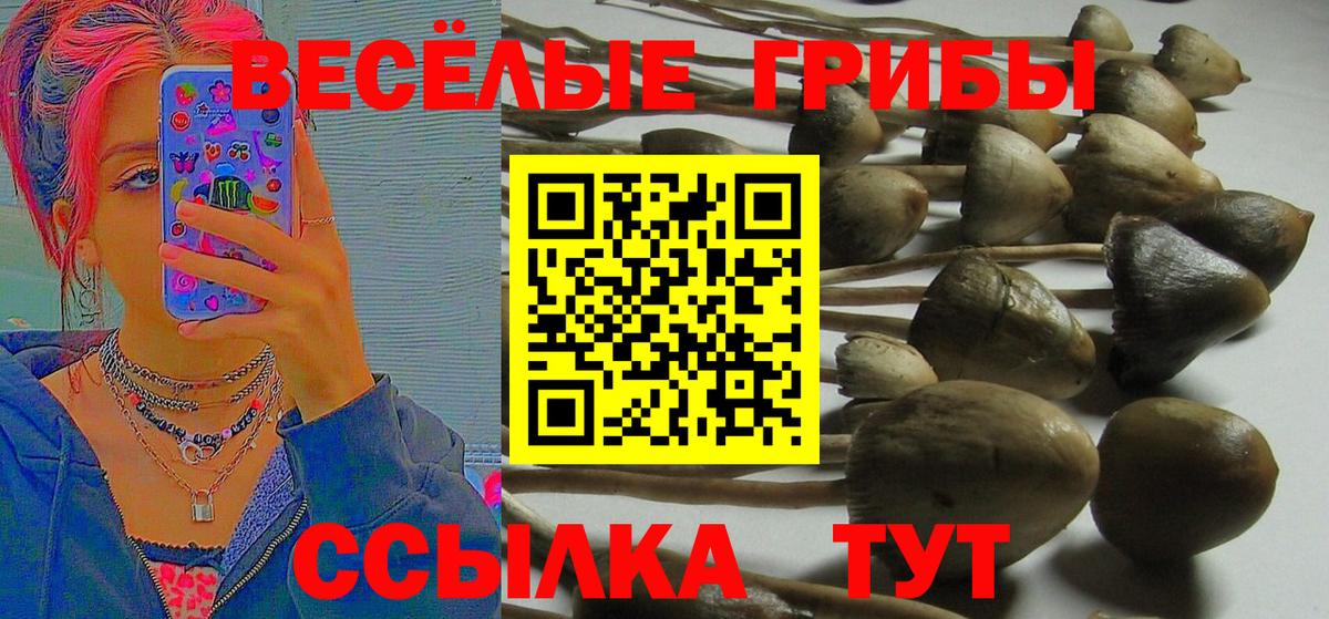 Балаково  Псилоцибиновые грибы Psilocybine cubensis  Вход с VPN 